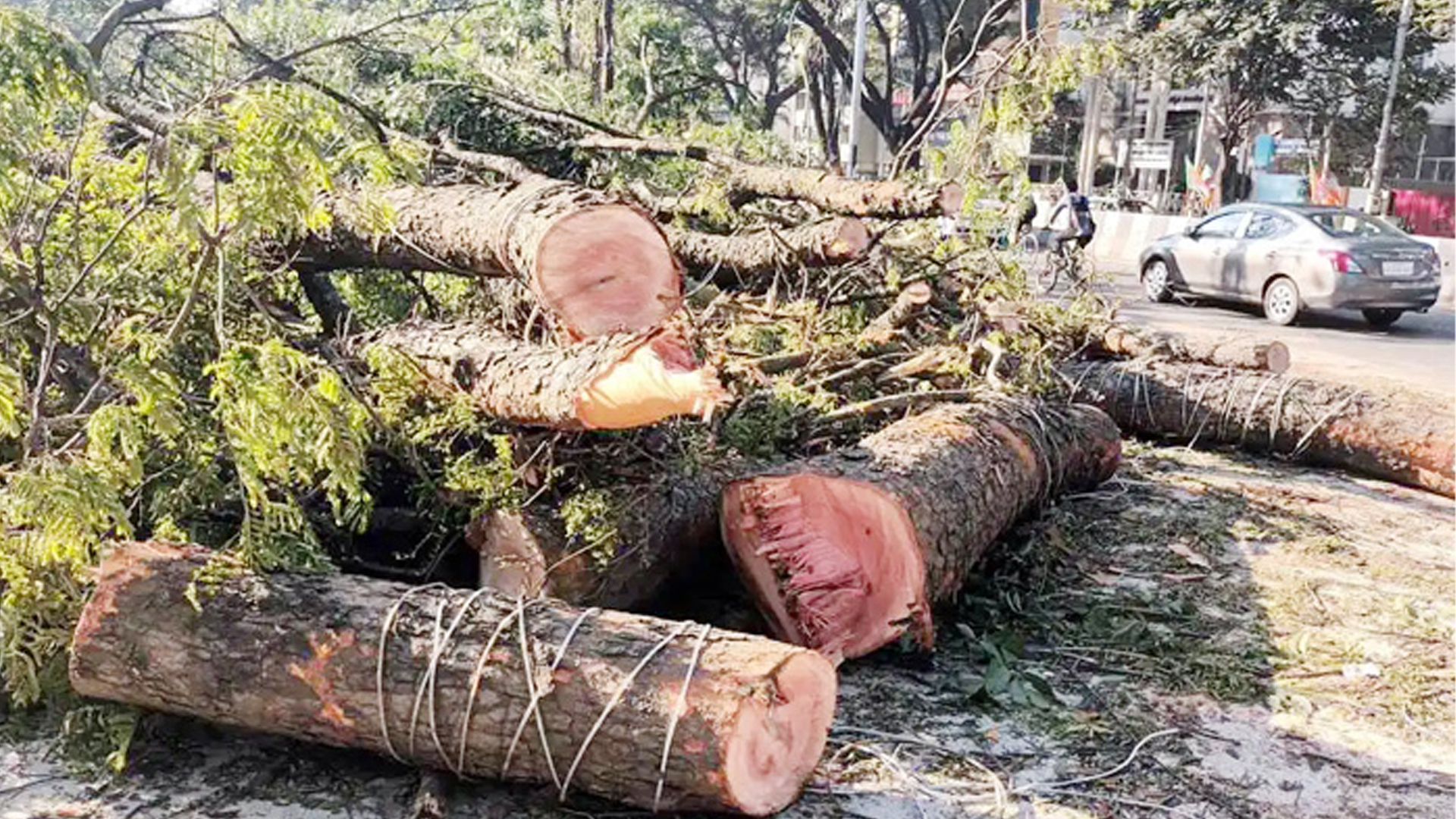 অনুমতি ছাড়া গাছ কাটা যাবে না : হাইকোর্টের রায়