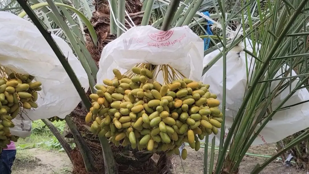 মরুভূমির খেজুর চাষে পাবনার হিরুকের বাজিমাত, নতুন সম্ভাবনার উঁকি